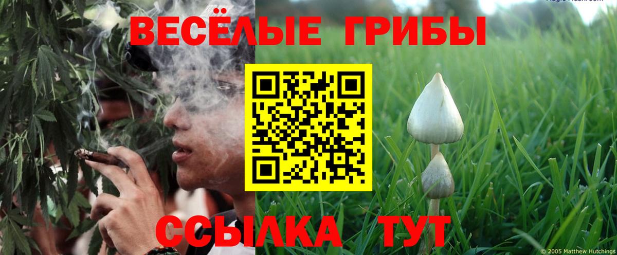 Псилоцибиновые грибы мицелий Лосино-Петровский